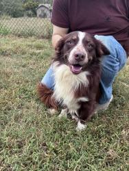 Found/Stray Male Dog last seen Floyd Rd & Plum Creek, Spartanburg, SC 29307