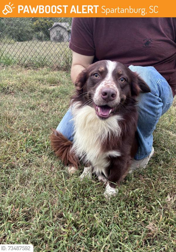 Found/Stray Male Dog last seen Floyd Rd & Plum Creek, Spartanburg, SC 29307