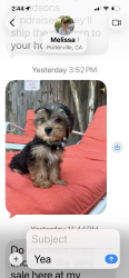 Lost Male Dog last seen Off of Henderson and N Brandy way, Porterville, CA 93257
