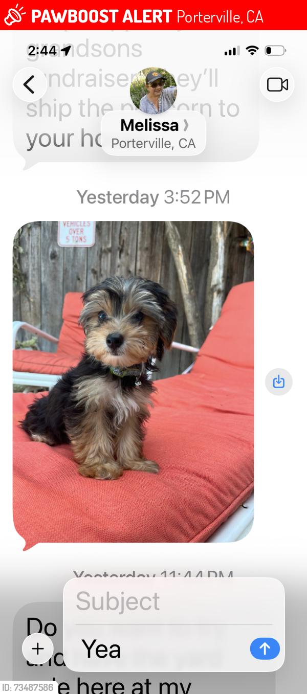 Lost Male Dog last seen Off of Henderson and N Brandy way, Porterville, CA 93257