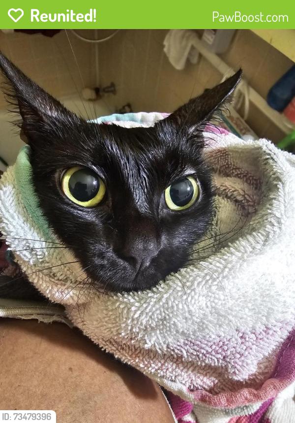 Reunited Female Cat last seen Forest Road, athens, Ga, Athens, GA 30605
