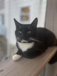 Lost Female Cat last seen Northwood drive, Knoxville, TN 37923