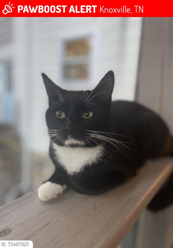 Lost Female Cat last seen Northwood drive, Knoxville, TN 37923