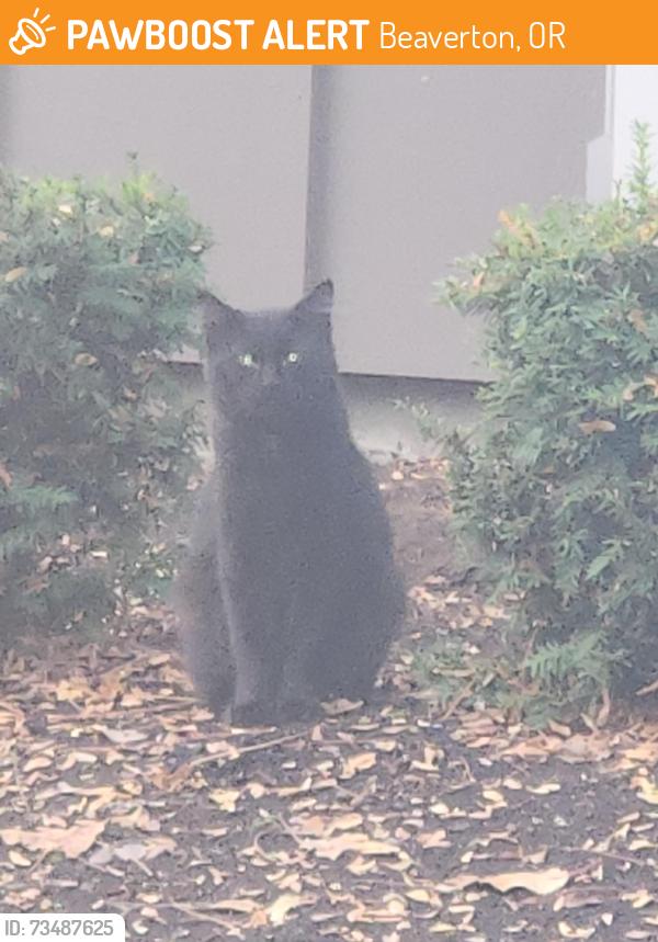Found/Stray Unknown Cat last seen Greenway and Hall blv, Beaverton, OR 97008