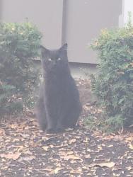 Found/Stray Unknown Cat last seen Greenway and Hall blv, Beaverton, OR 97008