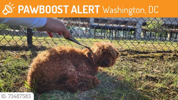 Found/Stray Female Dog last seen Southern Avenue Metro Station, Washington,  20020