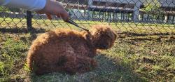Found/Stray Female Dog last seen Southern Avenue Metro Station, Washington,  20020