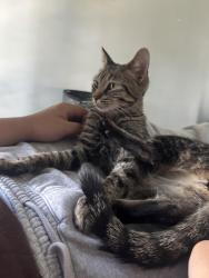 Lost Female Cat last seen E LYNDALE AVE, Northlake, IL 60164