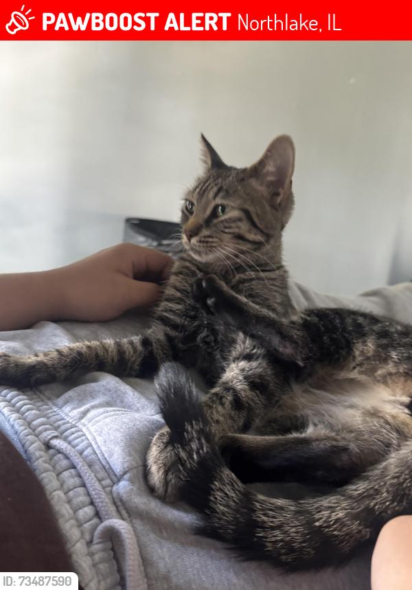 Lost Female Cat last seen E LYNDALE AVE, Northlake, IL 60164