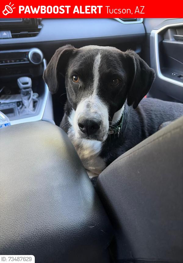 Lost Male Dog last seen 22nd/Harrison, Tucson, AZ 85748