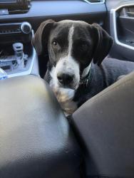 Lost Male Dog last seen 22nd/Harrison, Tucson, AZ 85748