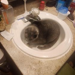Lost Female Cat last seen Seven trails drive, Ballwin, MO 63011