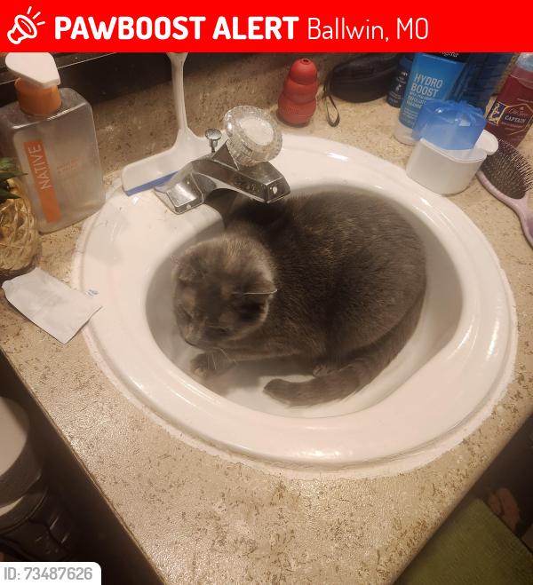 Lost Female Cat last seen Seven trails drive, Ballwin, MO 63011