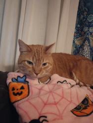 Reunited Male Cat last seen Rt 201 behind Belle Vernon Cemetery, Belle Vernon, PA 15012