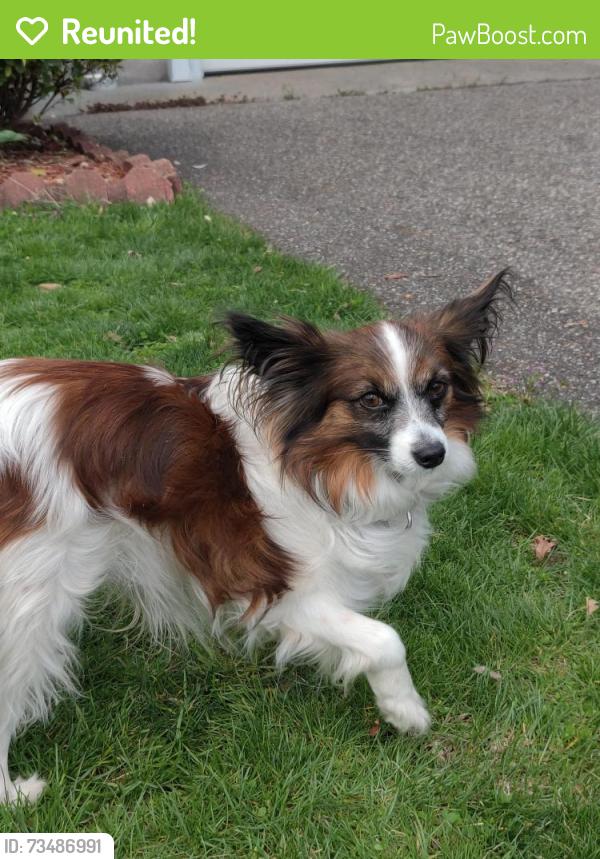 Reunited Male Dog last seen Girard St, Norwalk, CT 06850