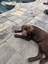 Lost Male Dog last seen Harriet's Bluff Rd, Woodbine, GA 31569