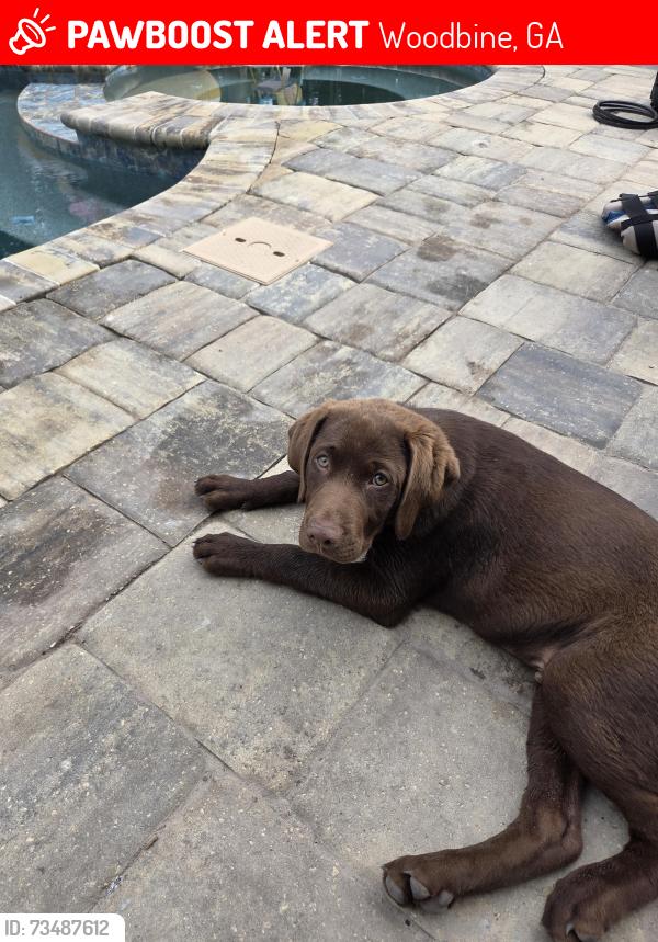 Lost Male Dog last seen Harriet's Bluff Rd, Woodbine, GA 31569