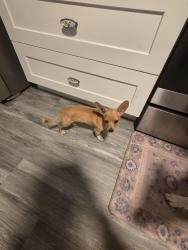 Reunited Male Dog last seen Route 46, Mims, FL 32754
