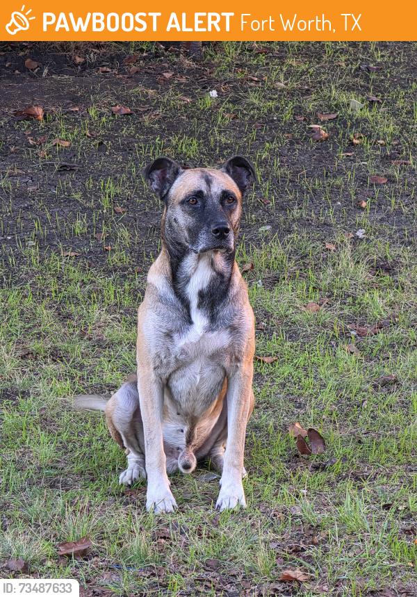 Found/Stray Male Dog last seen Near, Fort Worth, TX 76131