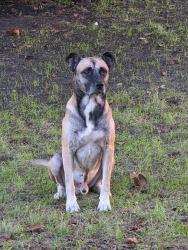 Found/Stray Male Dog last seen Near, Fort Worth, TX 76131