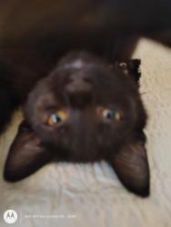 Lost Male Cat last seen Graves place and allure loop the villages, FL, The Villages, FL 32162