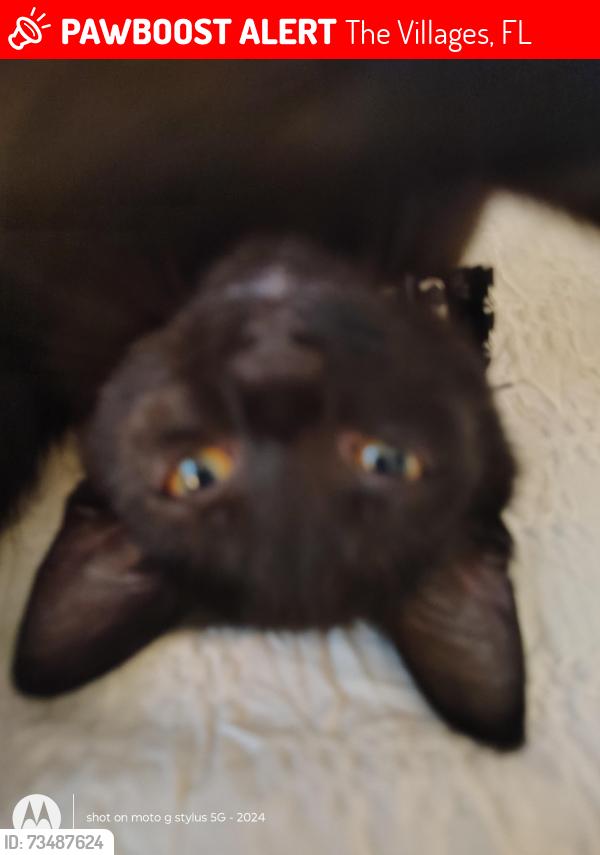 Lost Male Cat last seen Graves place and allure loop the villages, FL, The Villages, FL 32162