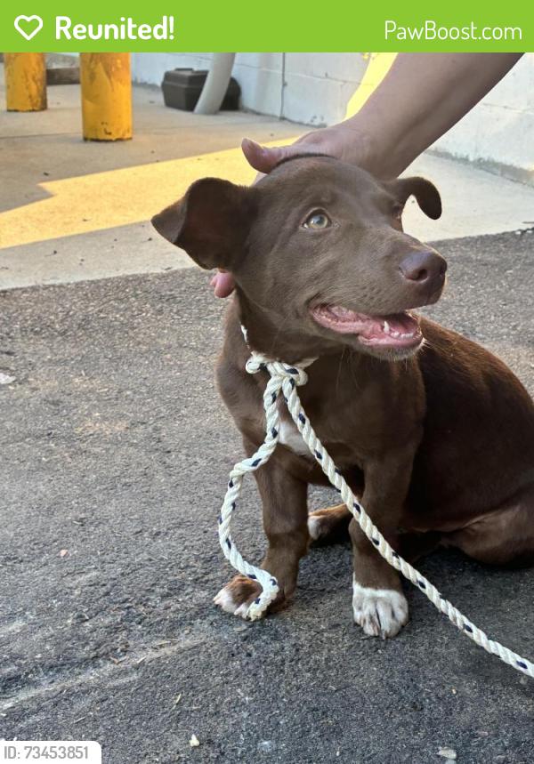 Reunited Female Dog last seen Ole Time bbq, Raleigh, NC 27606