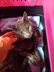 Found/Stray Male Cat last seen Near Mt Angel Gervais Rd NE Gervais OR, Marion County, OR 97362