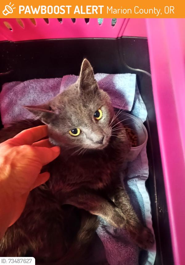 Found/Stray Male Cat last seen Near Mt Angel Gervais Rd NE Gervais OR, Marion County, OR 97362