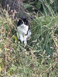 Found/Stray Unknown Cat last seen Behind the Pier apmt Complex in Fort Collins, Fort Collins, CO 80525