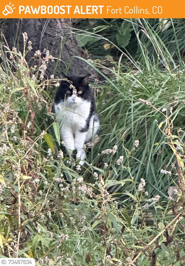 Found/Stray Unknown Cat last seen Behind the Pier apmt Complex in Fort Collins, Fort Collins, CO 80525