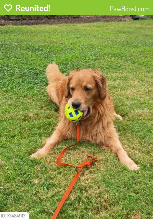 Reunited Male Dog last seen Buckingham drive Fort Mill sc, Lancaster County, SC 29707
