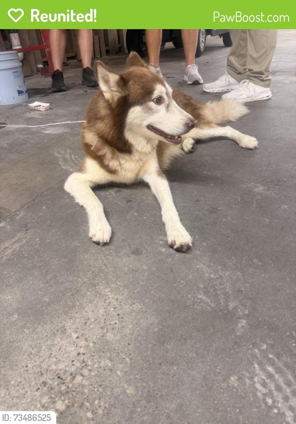 Reunited Unknown Dog last seen The woodlands Country Club, The Woodlands, TX 77380