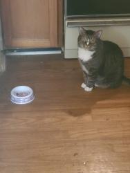 Lost Male Cat last seen Favre Street, Boston, MA 02126