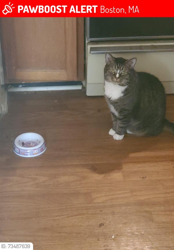 Lost Male Cat last seen Favre Street, Boston, MA 02126