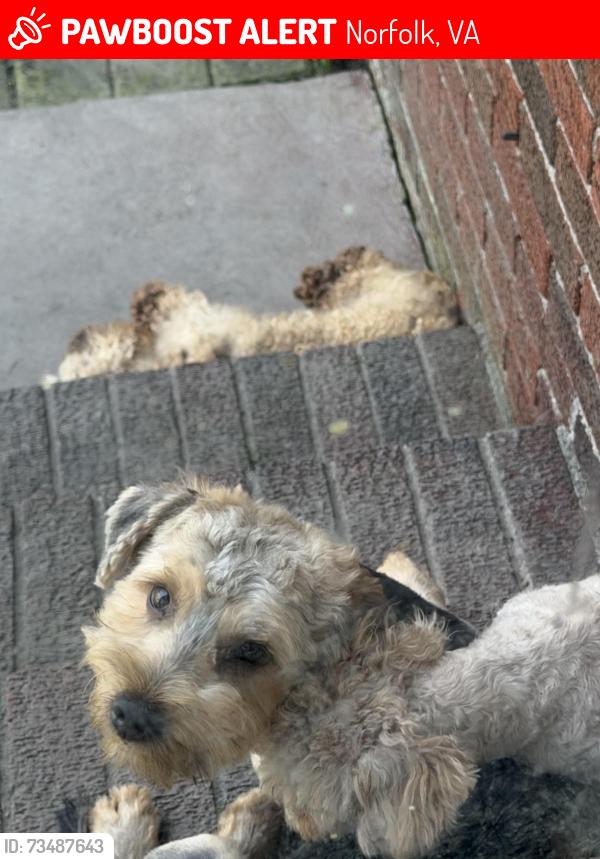 Lost Male Dog last seen Merrmic Ave, Norfolk, VA 23504
