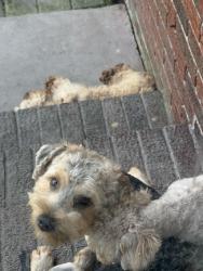 Lost Male Dog last seen Merrmic Ave, Norfolk, VA 23504