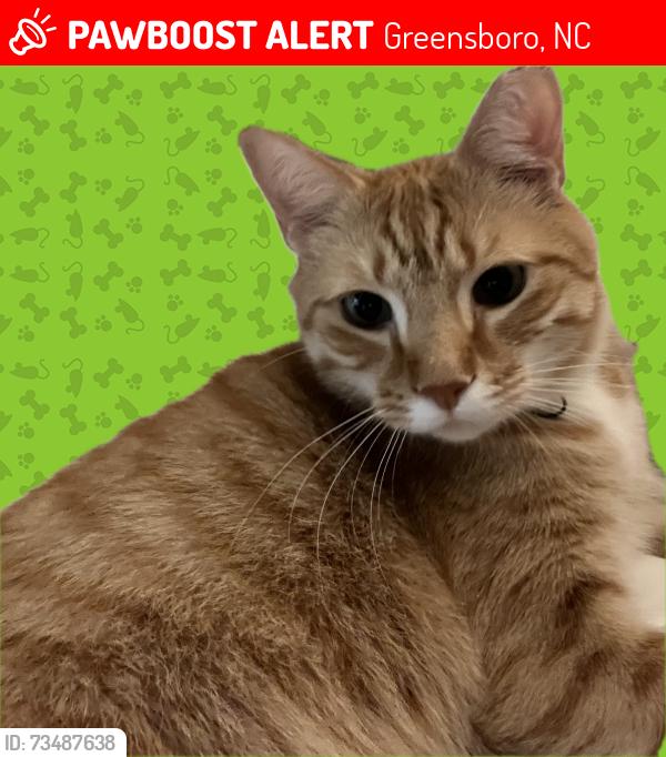 Lost Male Cat last seen Summerfield Rd Centerfield Rf, Greensboro, NC 27455