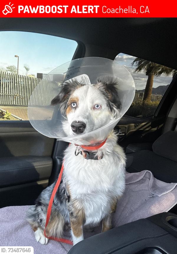 Lost Female Dog last seen La Morada neighborhood by CVS, Coachella, CA 92236