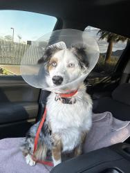 Lost Female Dog last seen La Morada neighborhood by CVS, Coachella, CA 92236
