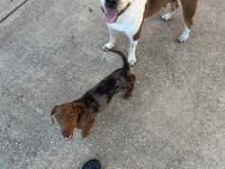 Reunited Female Dog last seen Lakeview High school, Garland, TX 75043