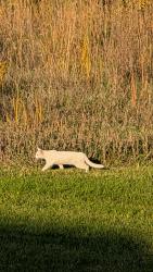 Found/Stray Unknown Cat last seen W 48th St. Sioux Falls, SD 57106, Sioux Falls, SD 57106