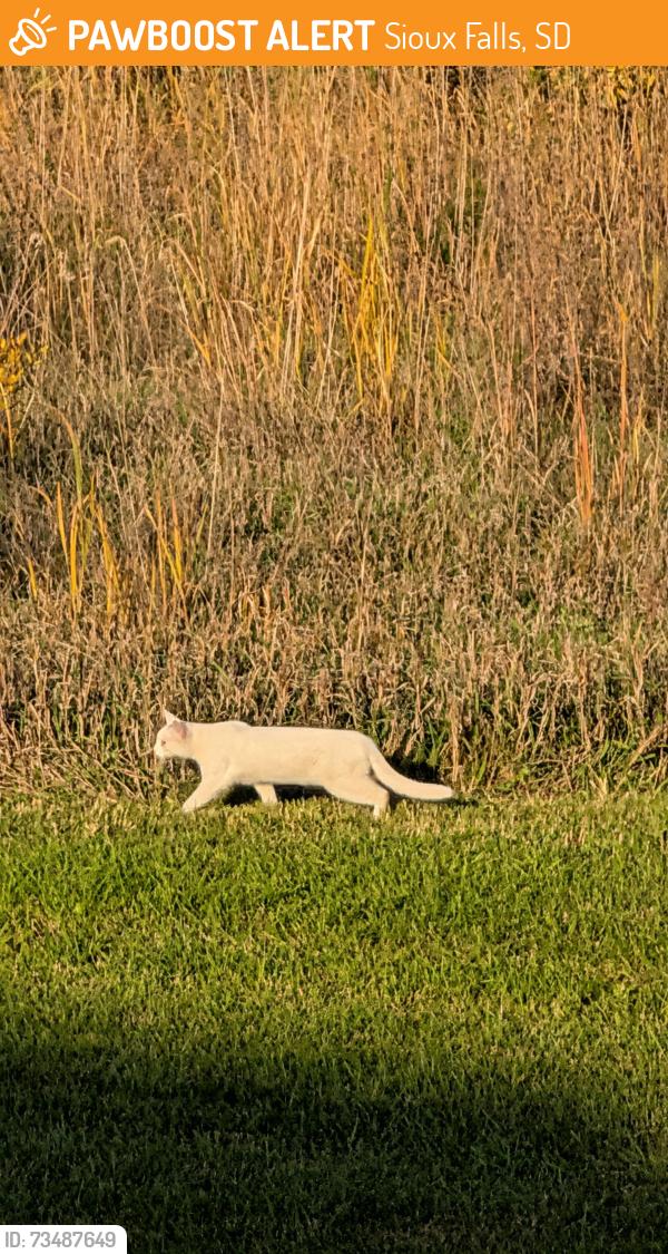 Found/Stray Unknown Cat last seen W 48th St. Sioux Falls, SD 57106, Sioux Falls, SD 57106