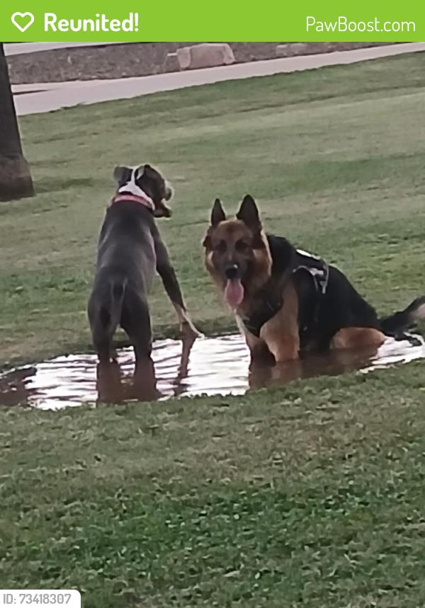 Reunited Male Dog last seen Near mesa Fire hse number 201 and cimmaron apmts near ASU art center, Mesa, AZ 85201