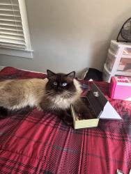 Reunited Male Cat last seen Near 22nd ST NW Barberton OH 44203, Barberton, OH 44203