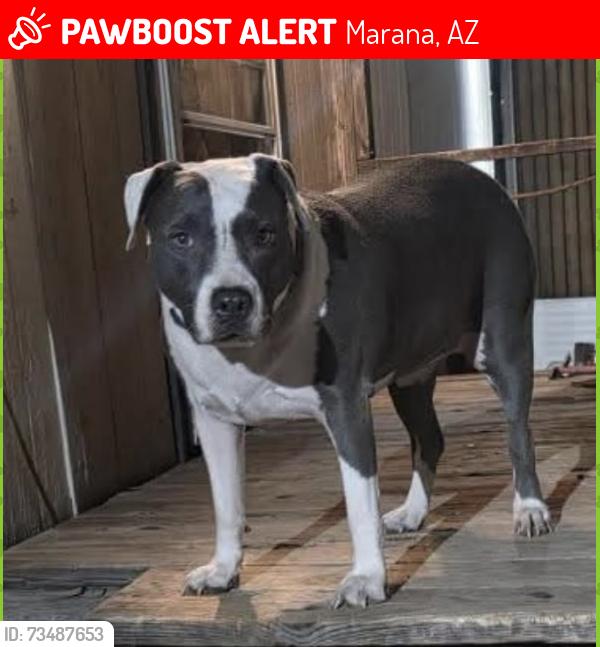 Lost Female Dog last seen Silverbell and Red Hill Drive, Marana, AZ 85653