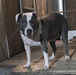 Lost Female Dog last seen Silverbell and Red Hill Drive, Marana, AZ 85653