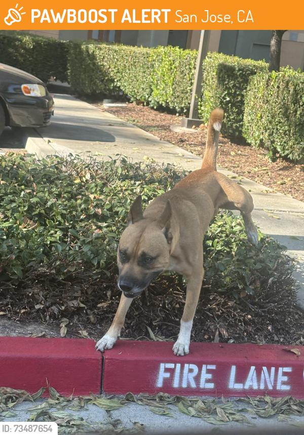 Found/Stray Male Dog last seen Alum Rock Ave. and King Rd., San Jose, CA 95112