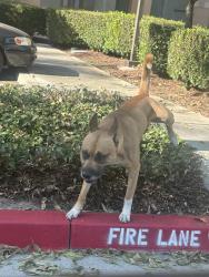 Found/Stray Male Dog last seen Alum Rock Ave. and King Rd., San Jose, CA 95112
