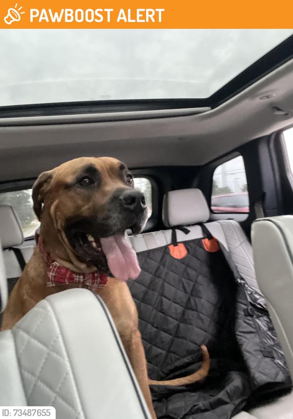 Found/Stray Male Dog last seen Chuck wood and Indian trail, Lake Norman of Iredell, NC 28117